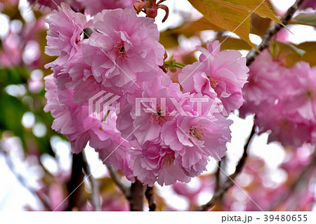 満開の八重桜 満開の八重桜 39480655