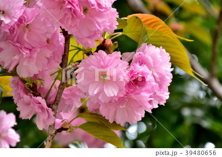 満開の八重桜 満開の八重桜 39480656