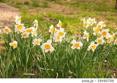 水仙の花 水仙の花 39480766