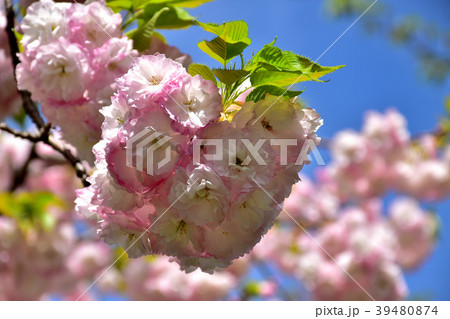 満開の八重桜 39480874