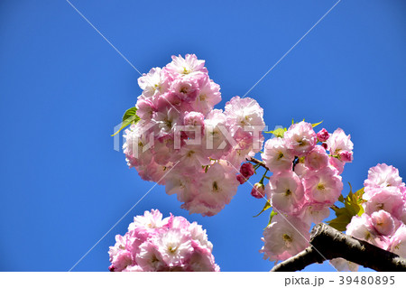 満開の八重桜 39480895
