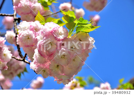 満開の八重桜 39480932