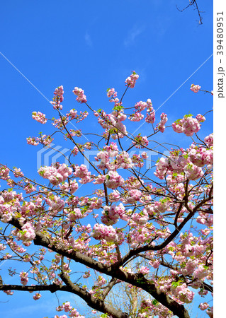 満開の八重桜 39480951