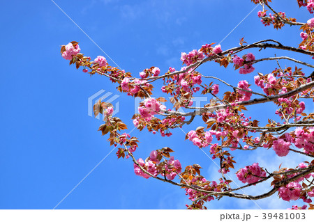 満開の八重桜 39481003