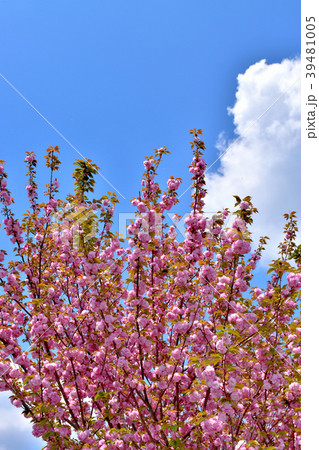 満開の八重桜 満開の八重桜 39481005