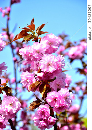 満開の八重桜 満開の八重桜 39481007