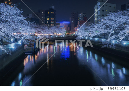 ライトアップされた桜 39481103