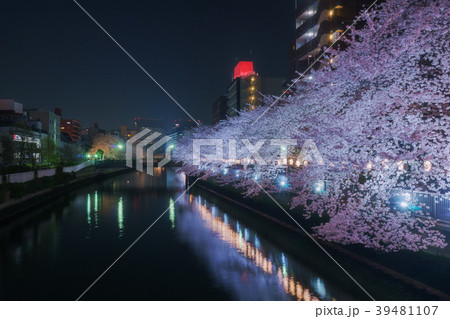 ライトアップされた桜並木 39481107