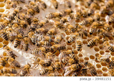 closeup of bees on honeycomb in apiary 39481151