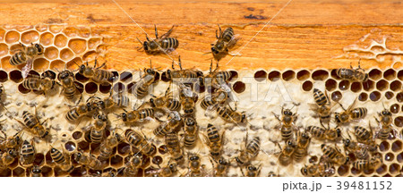 closeup of bees on honeycomb in apiary 39481152