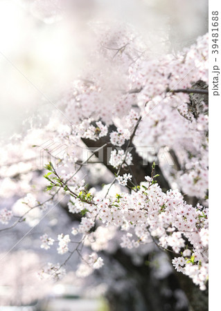 桜 39481688