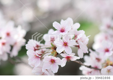 桜 39481698