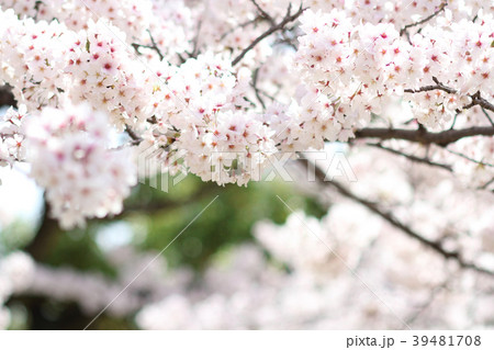 桜 39481708