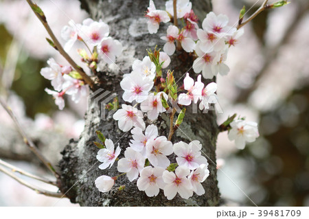 桜 39481709