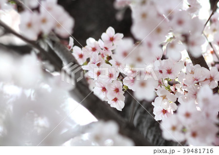 桜 39481716