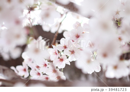 桜 39481723