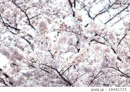 桜 39481725