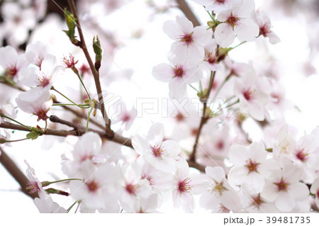 桜 39481735