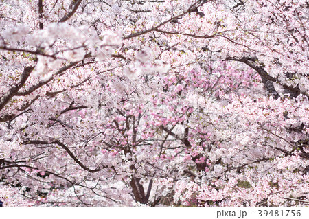桜 39481756