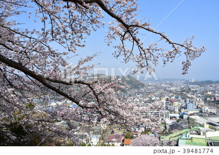 桜と二宮町の街並み 39481774