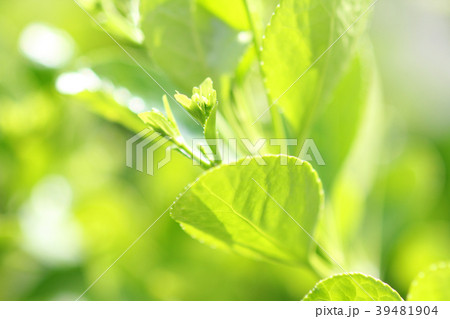 新芽 39481904