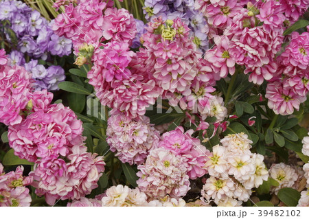 ストック花　八重 39482102