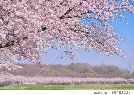 里山の桜並木 都幾川桜堤 A 東方向の写真素材