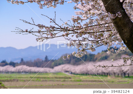 里山の桜並木 都幾川桜堤 B 2 西方向の写真素材