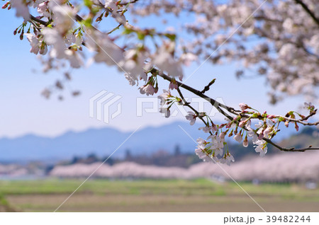 里山の桜並木 都幾川桜堤 C 2 西方向 下がる枝の写真素材