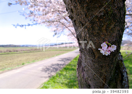 里山の桜並木 都幾川桜堤 D 西方向 広角 幹の花の写真素材