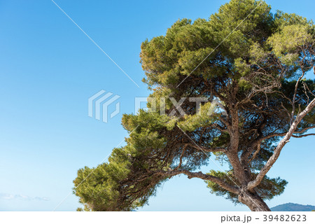 Maritime Pine Tree on Blue Sky Maritime Pine Tree on Blue Sky 39482623