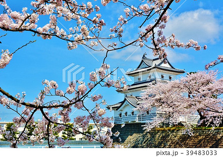 雪国の春 新発田城址公園新発田城の桜の写真素材