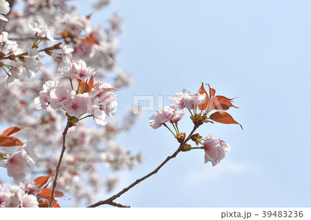 桜の花 39483236