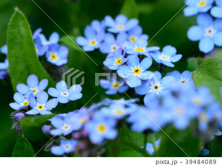 勿忘草の可憐な花が咲くの写真素材