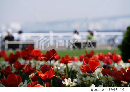 ある春の日・チューリップ畑 39484194