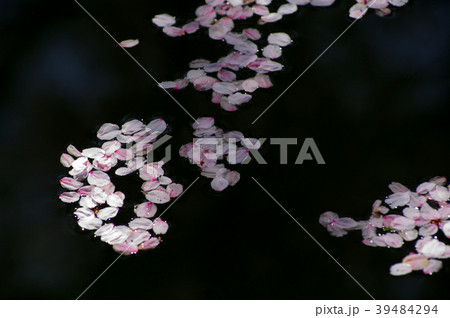 花筏　水面を漂う桜の花びらに射す木洩れ日　c-1 寄り 39484294