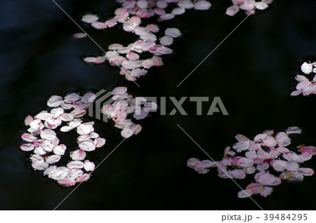 花筏　水面を漂う桜の花びらに射す木洩れ日　c-2 寄り 39484295