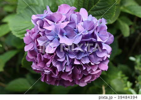 紫陽花の花 紫陽花の花 39484394