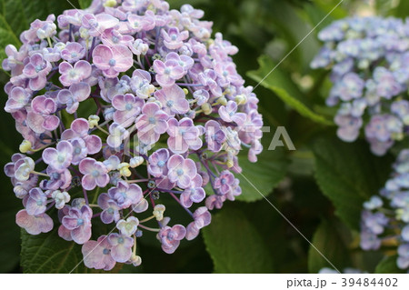 ウズアジサイの花 39484402