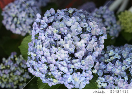 ウズアジサイの花 39484412