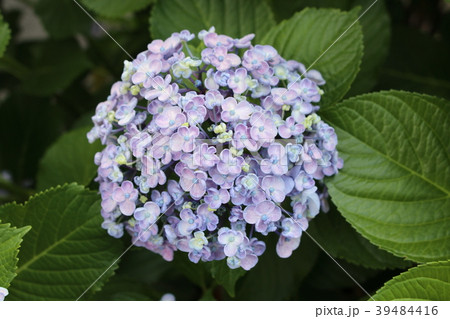 ウズアジサイの花 39484416