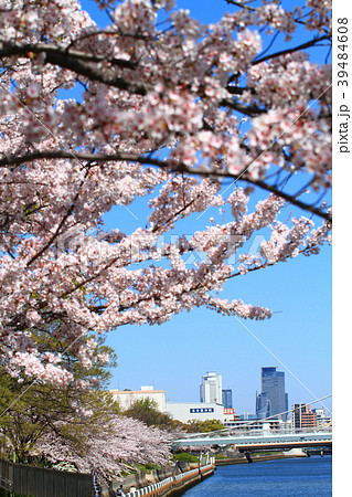 サクラが咲く名古屋市　都市風景 39484608