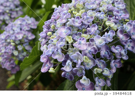 ウズアジサイの花 39484618