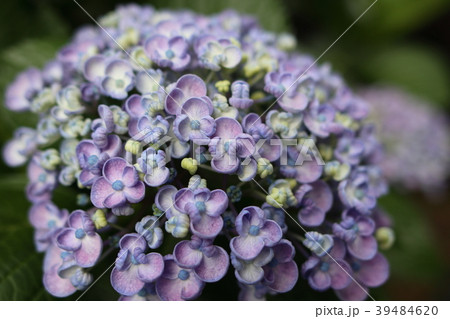 ウズアジサイ 39484620