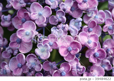 ウズアジサイ 39484622
