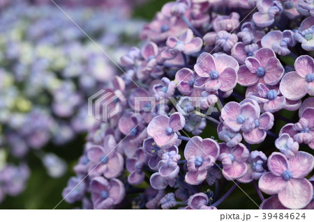 ウズアジサイ 39484624
