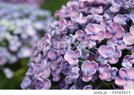 ウズアジサイ 39484625