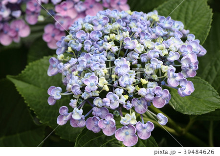 ウズアジサイ 39484626