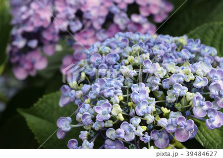 ウズアジサイ 39484627