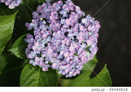ウズアジサイ 39484628